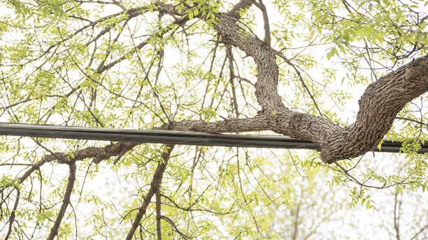 trees powerlines